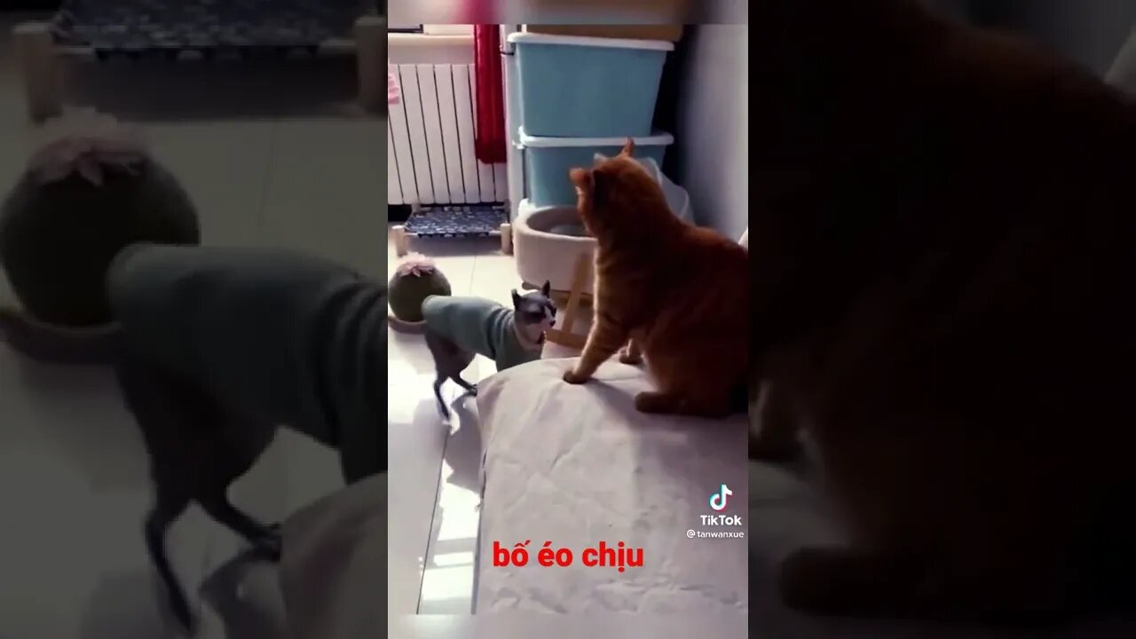 #Short Bố éo chịu