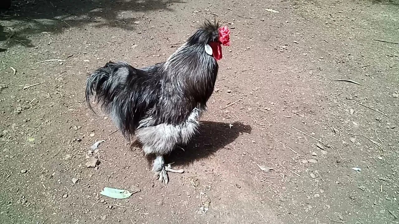 Silkie Rooster 3rd September 2021