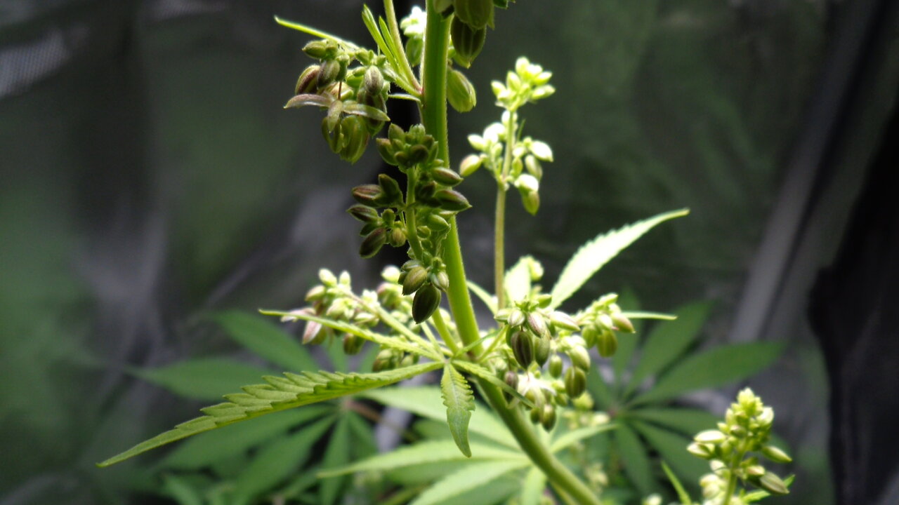 Marijuana Breeding Project - Two Males - Both Showing Purple Balls In Early Flower