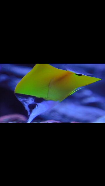 Yellow longnose butterflyfish , jelly fish , mandarin