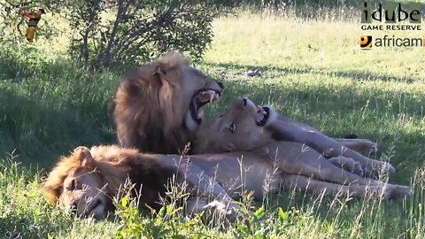 Male Lions Enjoy the Afternoon Sun