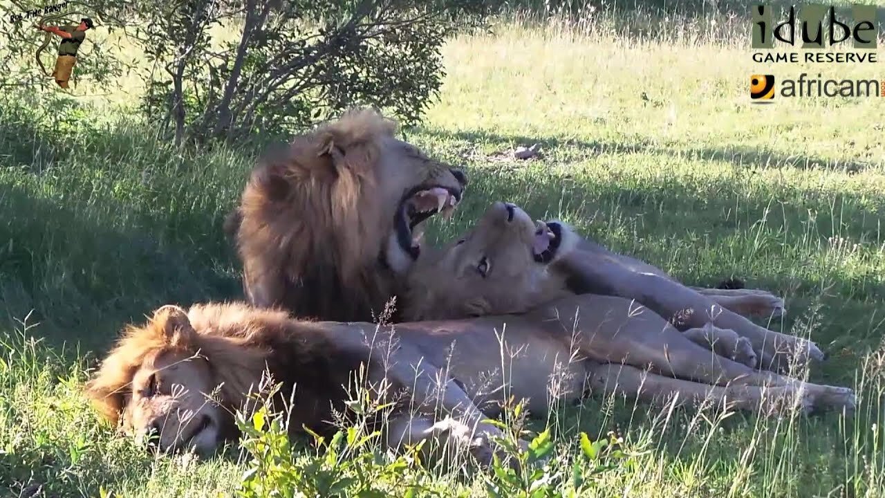 Male Lions Enjoy the Afternoon Sun