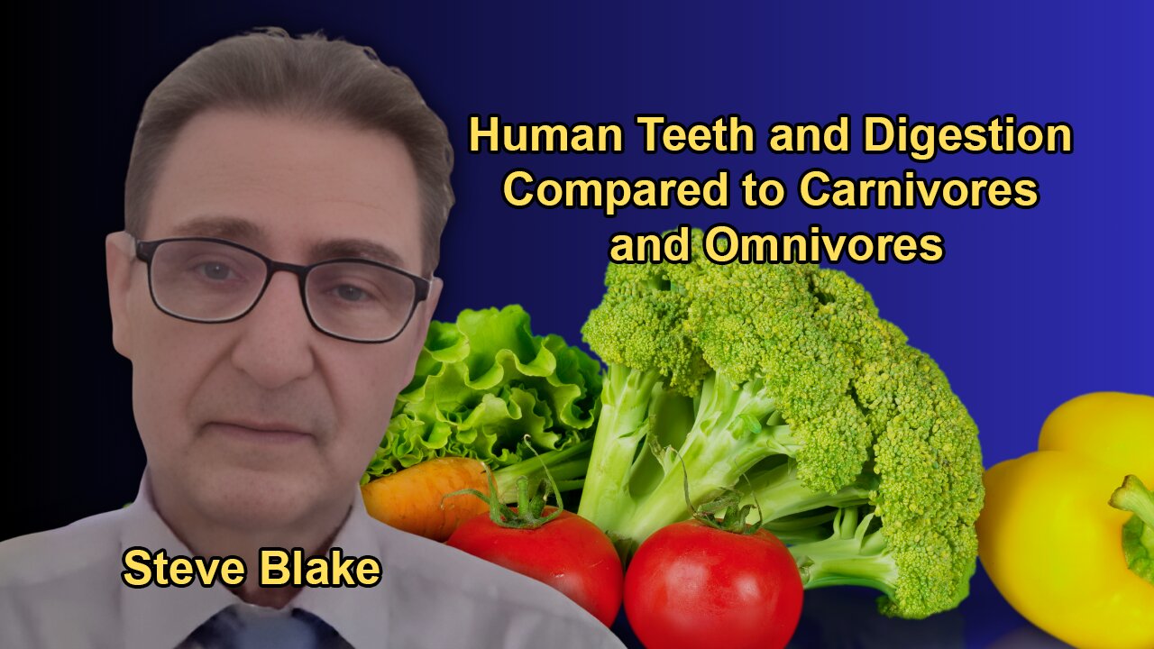 Detailed Analysis of Human Teeth and Digestive Adaptations in Comparison to Carnivores and Omnivores