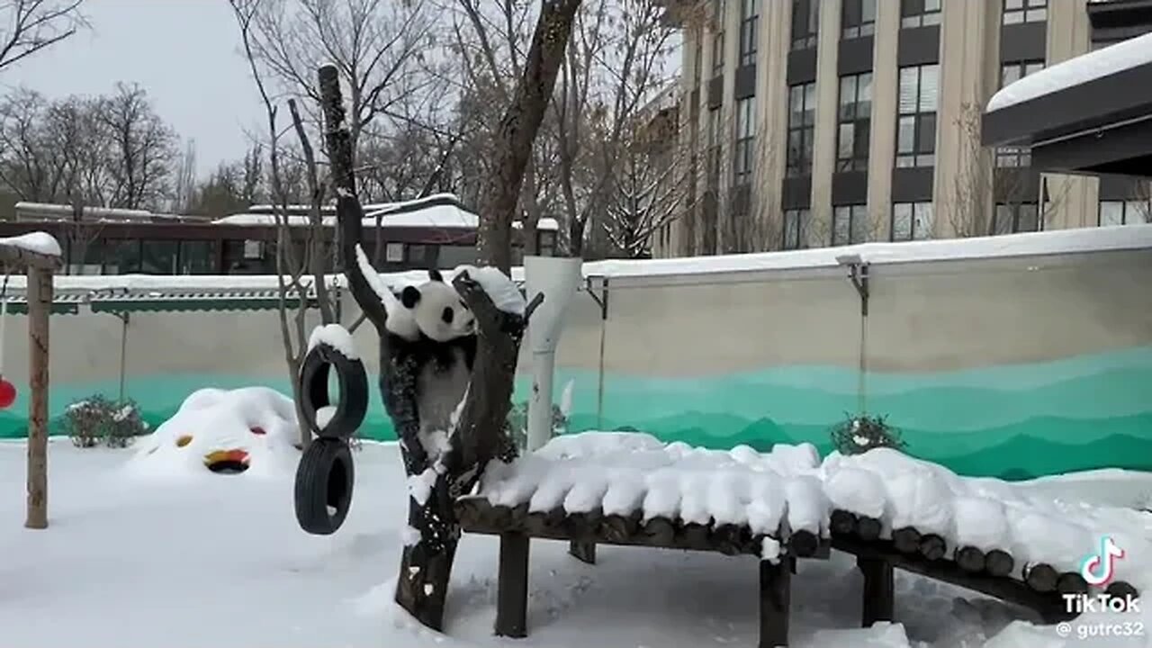 Cute Panda In Snow fall ❤️✨️ #gautruc #panda #snowpanda