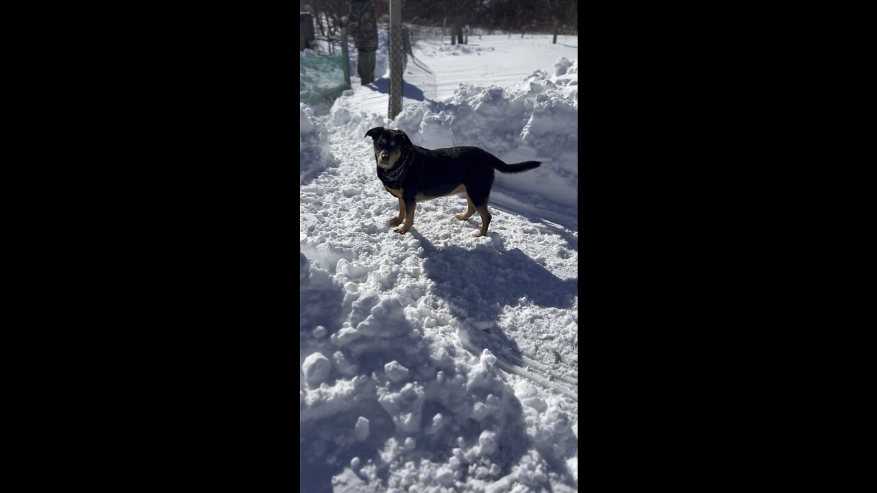 Dog jumping in the snow