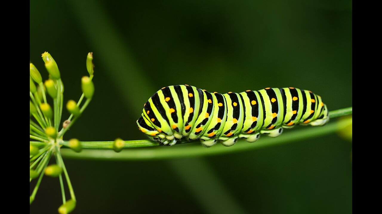 The Miraculous Tranformation From Caterpiller To a Beautiful Butterfly