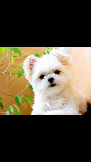 wesome funny pet animals - 🤣 funniest 🐶 animals - awesome funny pet animals videos 😇 #shorts