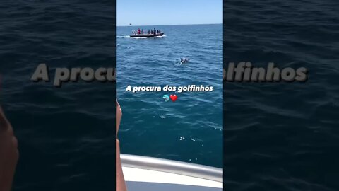 A procura dos golfinhos.🐬