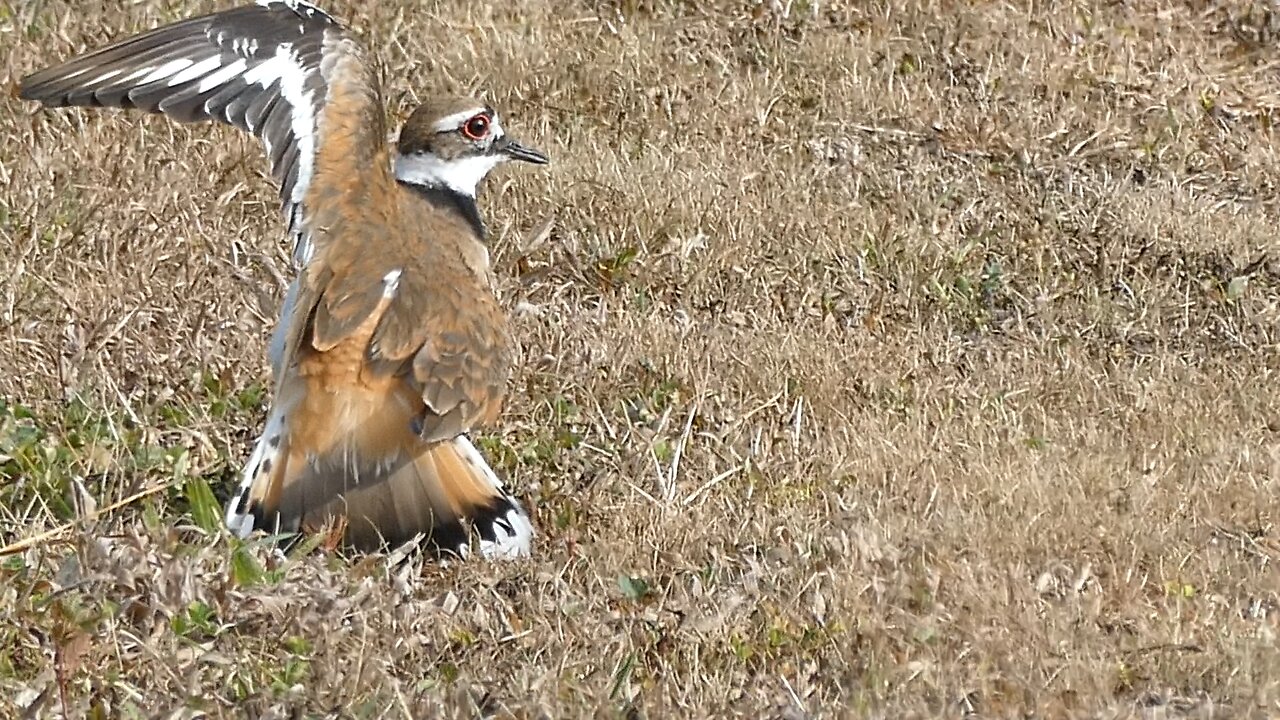 KILLDEER (THE BABIES)