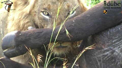 Nomadic Male Lions With A Buffalo