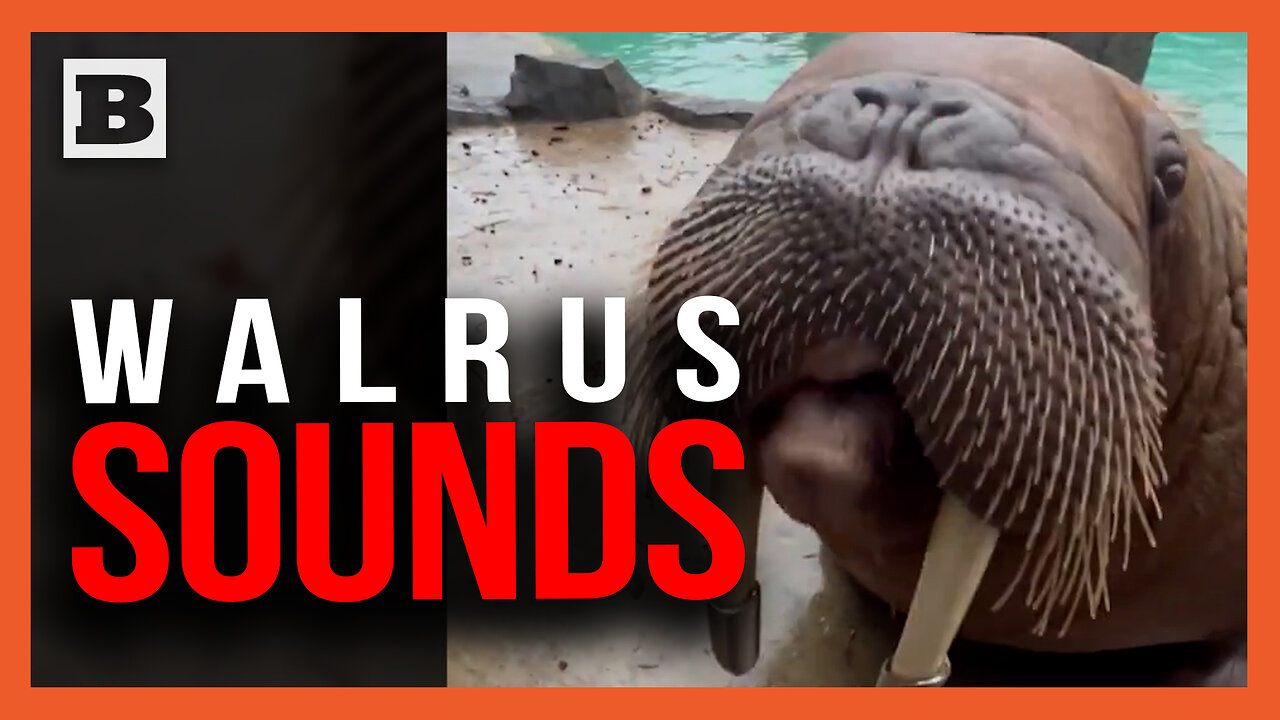 Have You Heard the Call of the Walrus?? Zookeepers Show Off Trained Animals