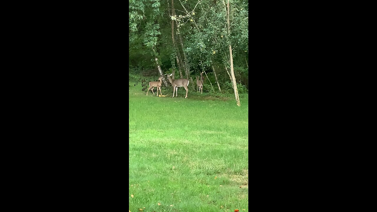 Deer eating pears