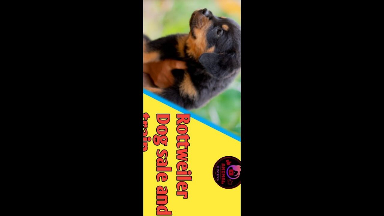 Rottweiler dog sale