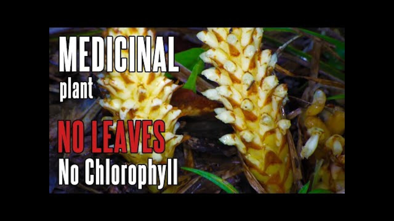 Bear Corn, Squaw Root, Cancer Root - Learn about this great medicinal plant