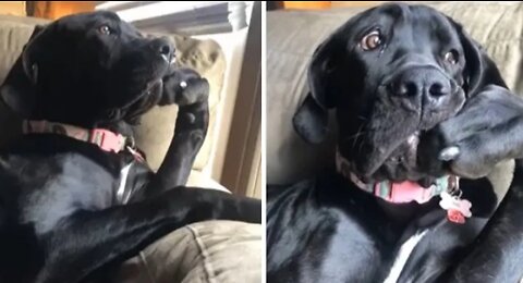 Hilarious doggy sits in a very distinguished manner