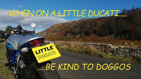 When on a little Ducati...be kind to doggos