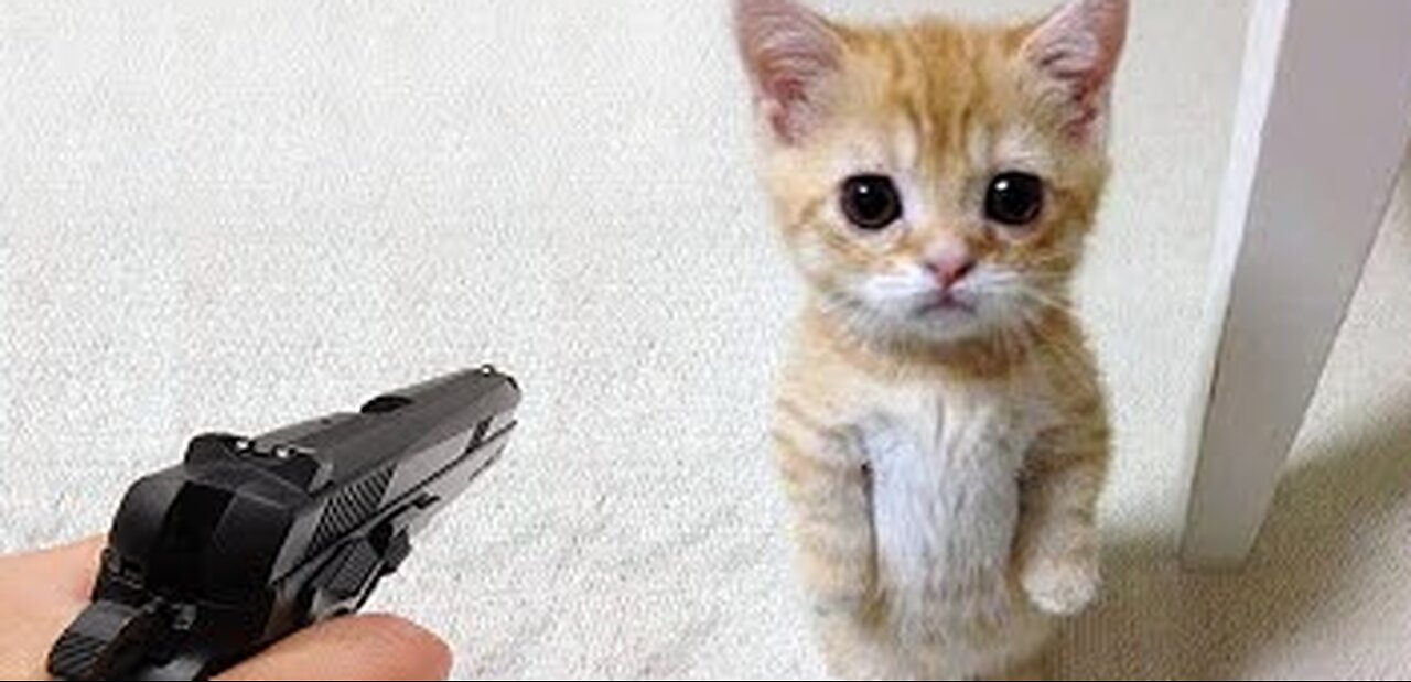 Funny Animal Videos Compilation #3