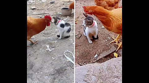 Cat vs Chicken