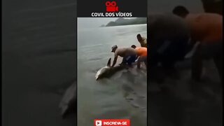 tubarão encalhado sendo salvo