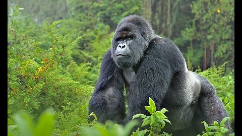 Crazy facts about gorillas