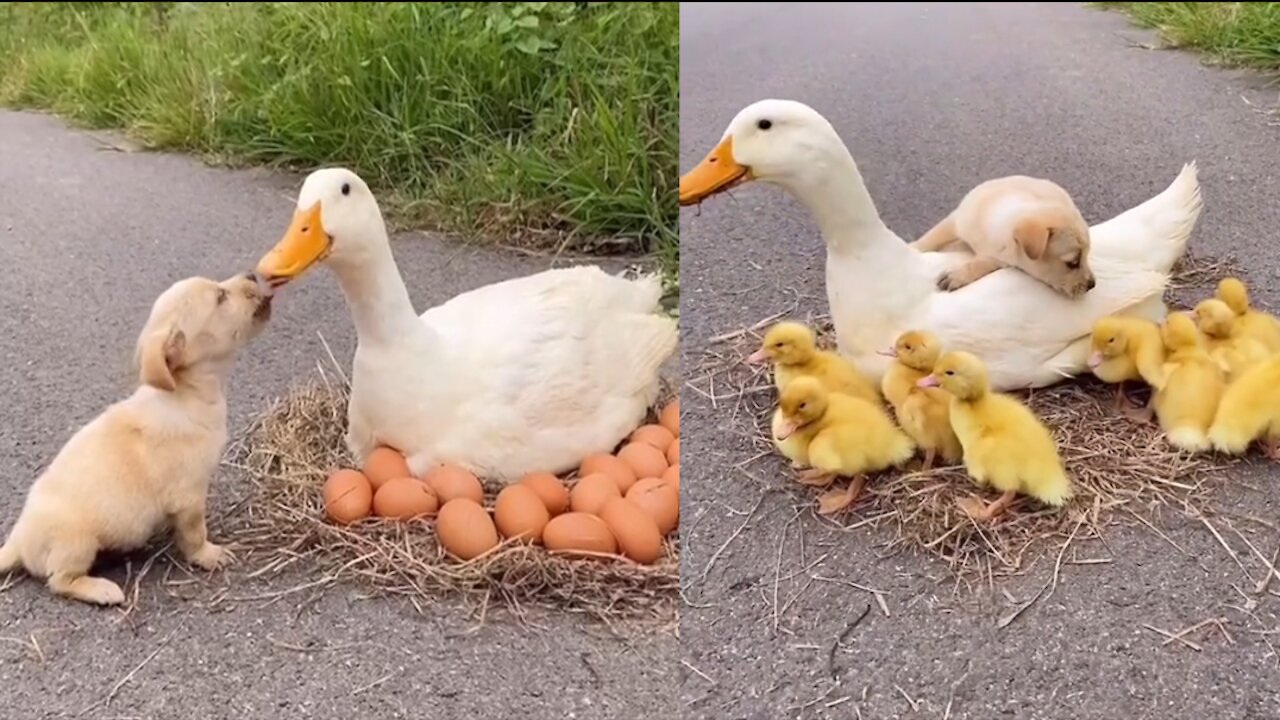 Funny Dogs Ducks have puppies