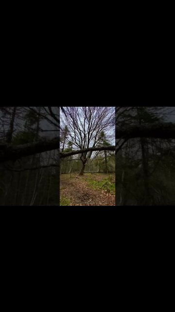 Haunted tree in a Forest