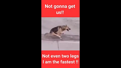 Not gonna get us!! Not even two legs I am the fastest !!