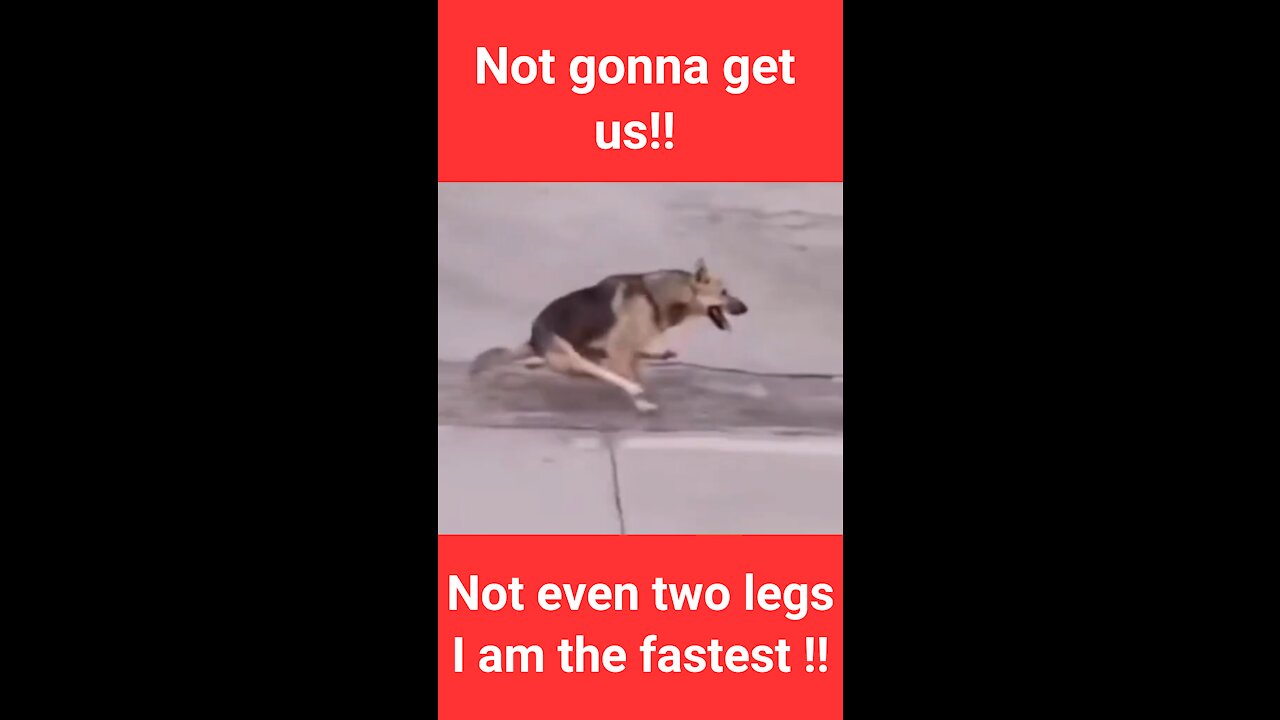 Not gonna get us!! Not even two legs I am the fastest !!