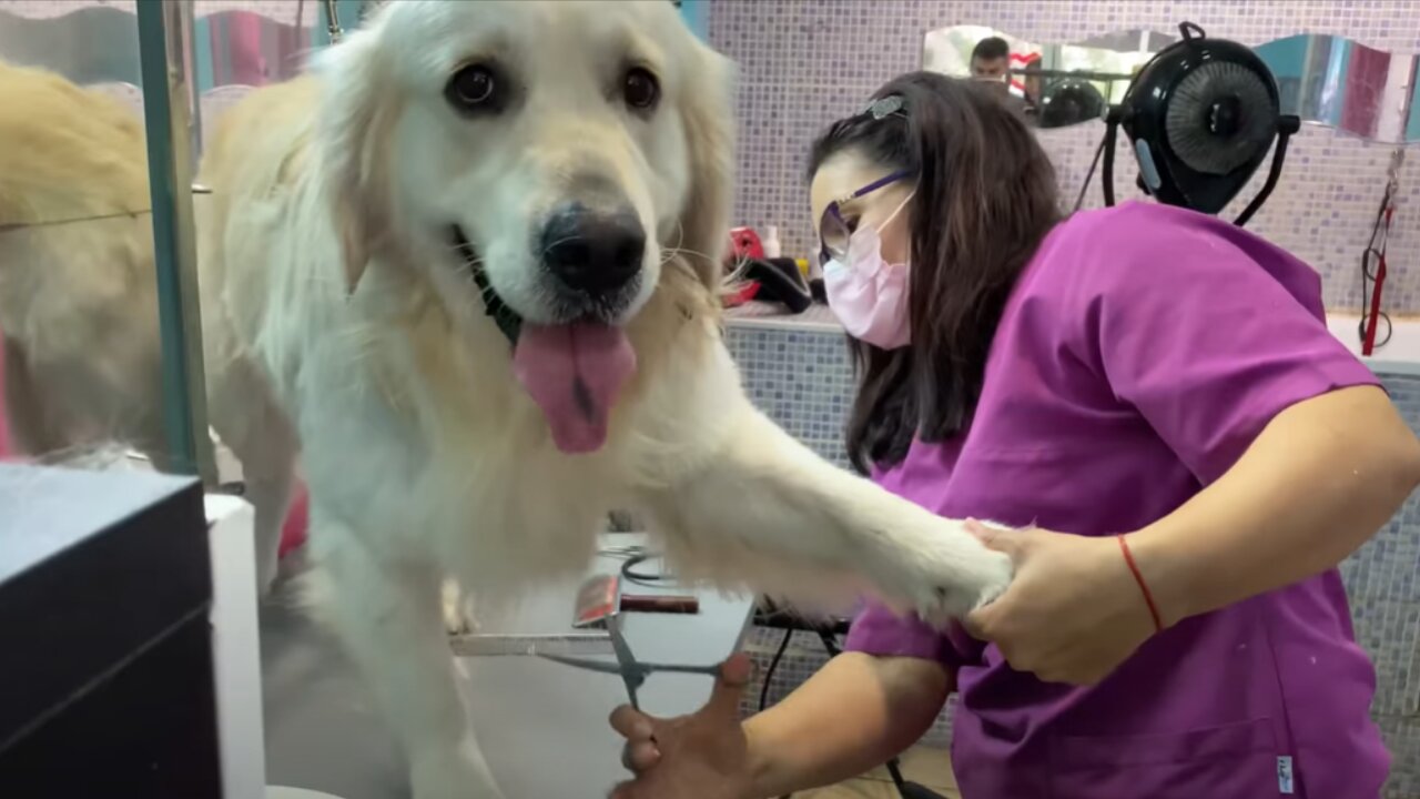 My Cute Dog Gets Grooming