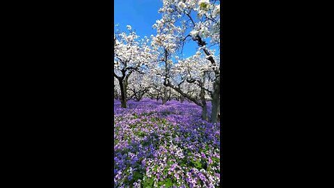 Beautiful sea of flowers