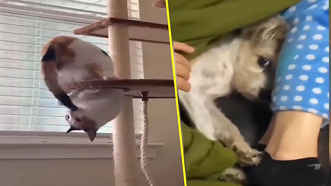 the Funniest Dog's and pets short