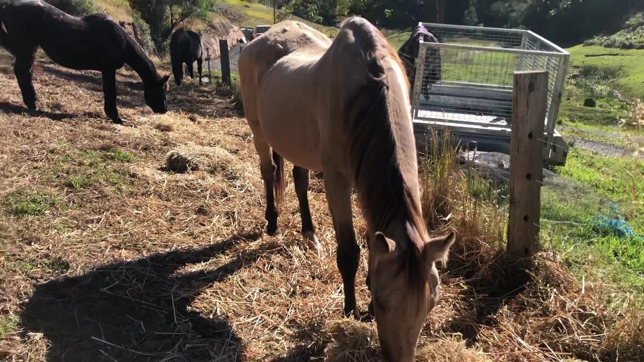 Inspection of Arthur and the older horses