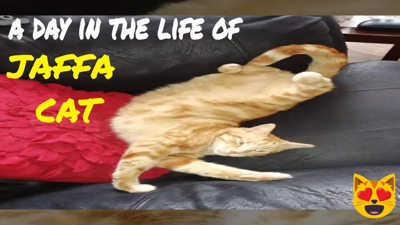 JAFFA CAT'S TYPICAL DAY! #shorts #cats #catlove #catsofyoutube #jaffacat #furbabies