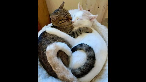 Funniest Dogs and Cats