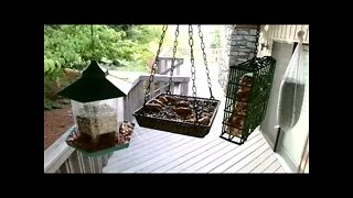 Live Bird Feeder in Ashville North Carolina. Up in the mountains