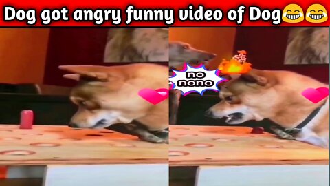 Dog got angry funny video of Dog😂😂