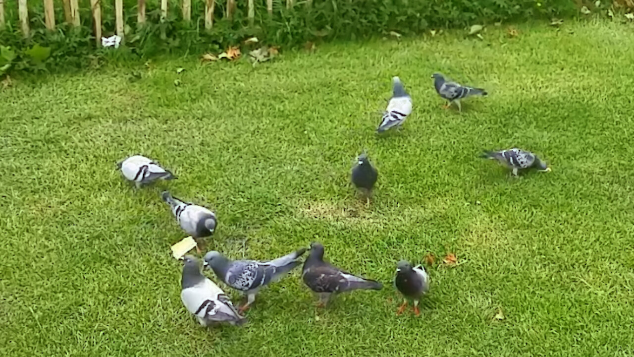 Pigeons fighting for a food or how doves behave in nature