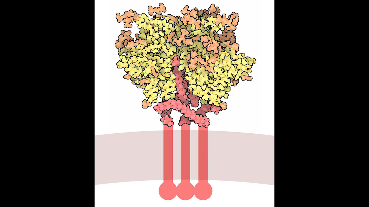Was a protein from HIV added to a Coronavirus to make it more lethal? Dr. Fauci, GP120, Dr. Baric