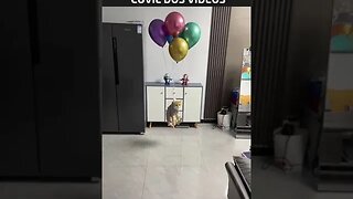 o gato que sabia voar