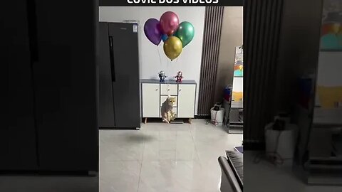 o gato que sabia voar