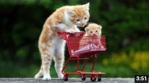 😍 Cute Cats and Funny Dogs Videos Compilation 2021 😍😍
