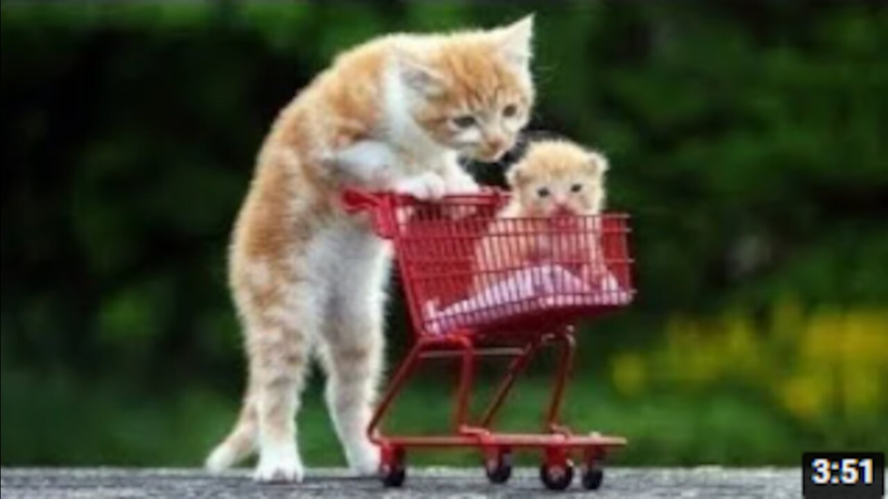 😍 Cute Cats and Funny Dogs Videos Compilation 2021 😍😍