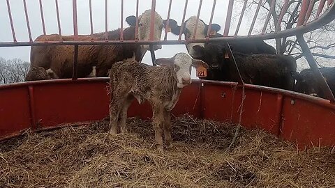 Storm clean-up, new calves, and hay delivery.