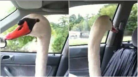 Cisne passeia de carro no lugar da frente