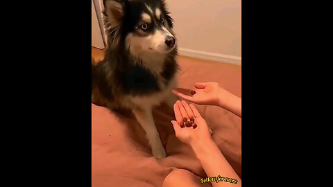 No, no sir, I asked for the second one🤣 Smart dog video