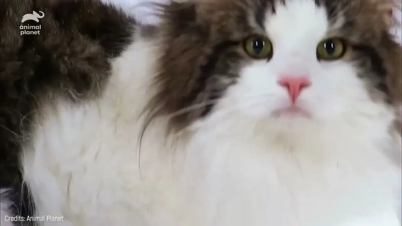 The BIGGEST CAT BREEDS In The World
