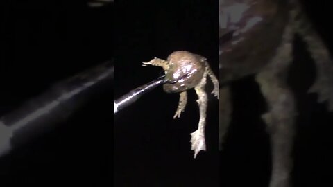 Swamp Man Gigs Huge Bullfrog!