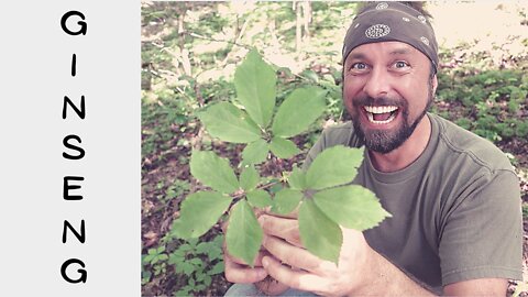 Ginseng Hunting 2021 | Plant Identification | Tiny House Visit