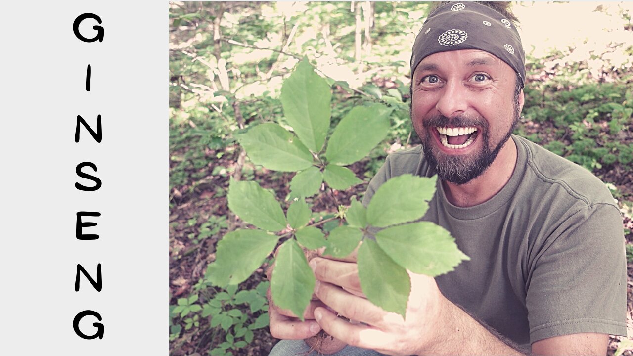 Ginseng Hunting 2021 | Plant Identification | Tiny House Visit