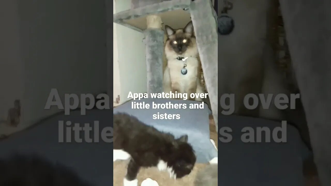 Hungry kittens βΊοΈπ½πΊππββ¬ Enjoy being a mommy.